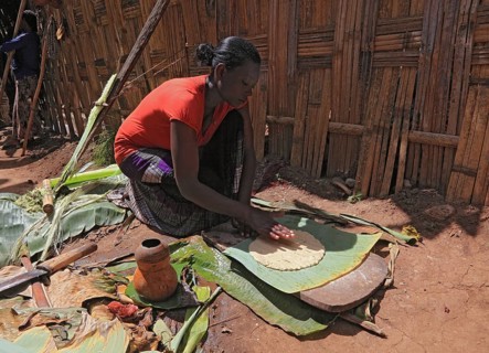 South Ethiopia, among the Dorze people, woman processes the mass of the ground false banana, which
