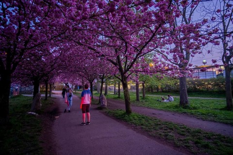 Germany, Berlin, 08.04.2024, Cherry blossom Norwegerstrasse / Norwegerweg, (Bornholmer Strasse /