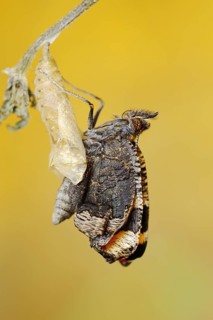 Small tortoiseshell (Nymphalis urticae, Aglais urticae) freshly hatched, North Rhine-Westphalia,