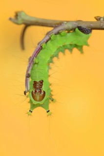 Indian luna moth (Actias selene), caterpillar, captive, occurrence in Asia