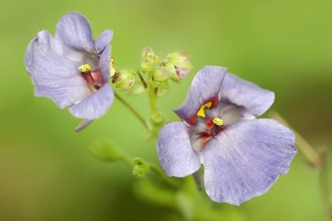 Twinspur (Diascia vigilis), flowers, native to South Africa, ornamental plant, North
