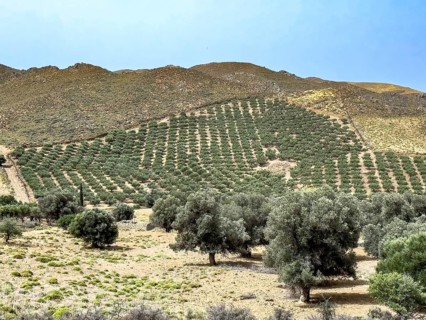 Olive plantation on the edge of Messara Plain Asterousia Mountains, Crete, Greece, Europe