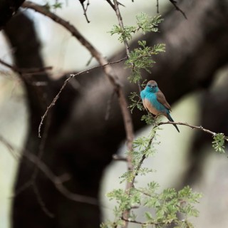 Blue Astrild, Limpopo, South Africa, Africa