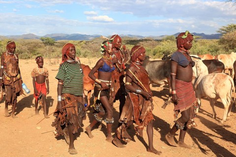 South Ethiopia, Omo region, among the tribe of the Hamar, Hamer, Hamma, Hammer, Amar or Amer, bulls