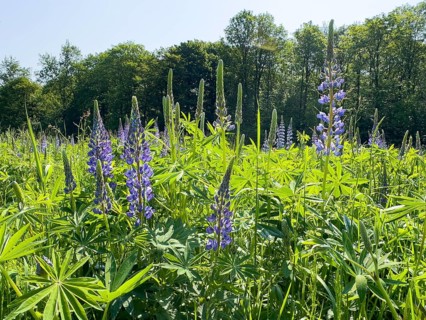 Wild Narrow-leaved lupin (Lupinus angustifolius) growing in the wild in a landscape conservation