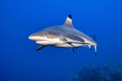 Blacktip reef shark (Carcharhinus melanopterus) Blacktip reef shark swimming over coral reef in