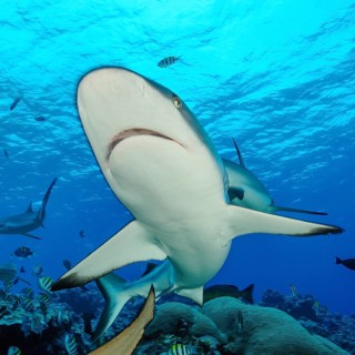 Extreme close-up of Grey reef shark (Carcharhinus amblyrhynchos) with spread fins shark fins shark