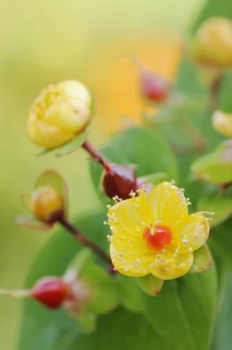 Sweet-amber (Hypericum androsaemum), flowers, ornamental plant, North Rhine-Westphalia, Germany,