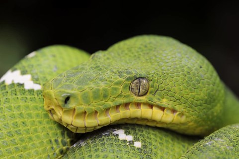 Emerald emerald green tree boa (Corallus caninus), captive, occurrence in South America