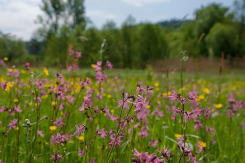 Flower meadow on the banks of the Roetenbach near Wielandsweiler, Rottal, Rot, ragged robin