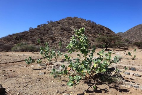 Southern Ethiopia, Omo region, landscape in a valley, Satan's apple, Ethiopia, Africa