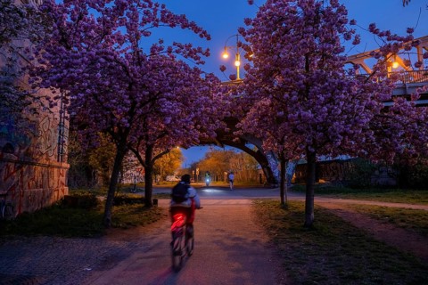 Germany, Berlin, 08.04.2024, Cherry blossom Norwegerstrasse / Norwegerweg, (Bornholmer Strasse /