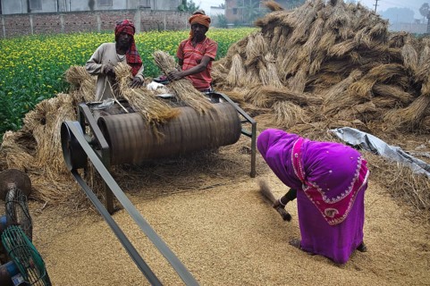 Farmers using a rice mill machine to collect grains of rice, Bihar, India, Asia