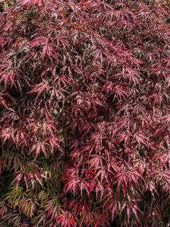 Red ornamental maple (Acer palmatum Atropurpureum) Red fan maple Downy Japanese Maple, Germany,