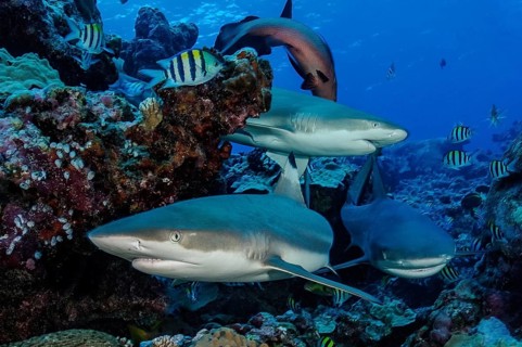 Left Blacktip reef shark (Carcharhinus melanopterus) Blacktip reef shark, right and behind Grey