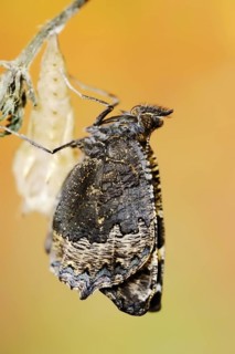 Small tortoiseshell (Nymphalis urticae, Aglais urticae) freshly hatched, North Rhine-Westphalia,
