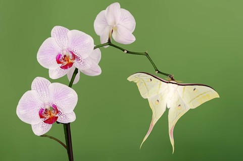 Indian luna moth (Actias selene), male on butterfly orchid (Phalaenopsis hybride), captive,