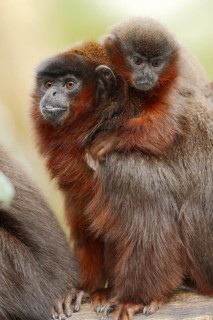Coppery titi or red titi (Plecturocebus cupreus, Callicebus cupreus), female with young, captive,