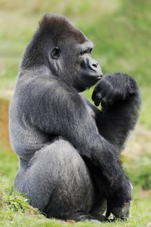 Western lowland gorilla (Gorilla gorilla gorilla), male, silverback, captive, occurring in Africa