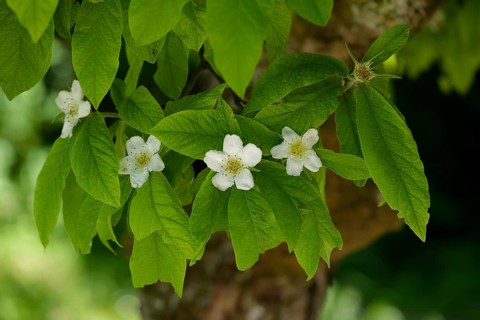 Flowering medlar (Mespilus germanicus), rose plant, Hohenlohe, Heilbronn-Franken,
