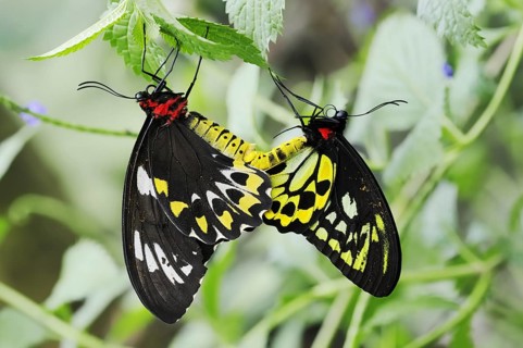 Bird moth (Ornithoptera priamus), male and female copulating, captive, occurrence in Australia