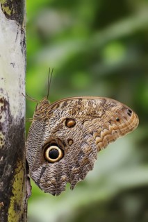Banana butterfly or fat banana (Pale Owl), captive, occurrence in South America