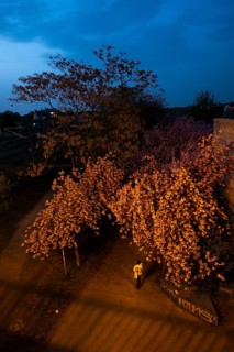 Germany, Berlin, 08.04.2024, Cherry blossom Norwegerstrasse /Norwegerweg, (Bornholmer Strasse /