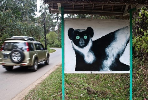 Signpost showing a lemur near a road that crosses a forest inhabited by different species of lemurs