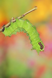 Indian luna moth (Actias selene), caterpillar, captive, occurrence in Asia