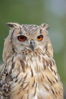 Bengal Eagle Owl (Bubo bengalensis, Bubo bubo bengalensis), captive, occurrence in Asia