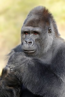 Western lowland gorilla (Gorilla gorilla gorilla), male, silverback, captive, occurring in Africa