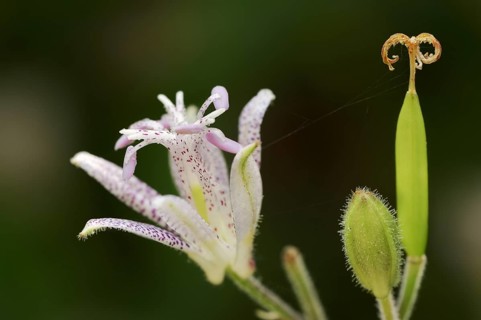 Toad lily (Tricyrtis hirta), flower, ornamental plant, North Rhine-Westphalia, Germany, Europe