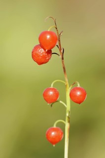 Lily of the valley (Convallaria majalis), berries, North Rhine-Westphalia, Germany, Europe