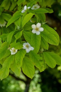 Flowering medlar (Mespilus germanica), rose plant, Schoental, Jagsttal, Jagst, Hohenlohe,