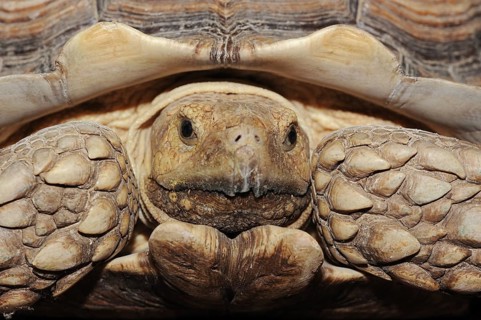 African spurred tortoise (Centrochelys sulcata), male, captive, occurrence in Africa