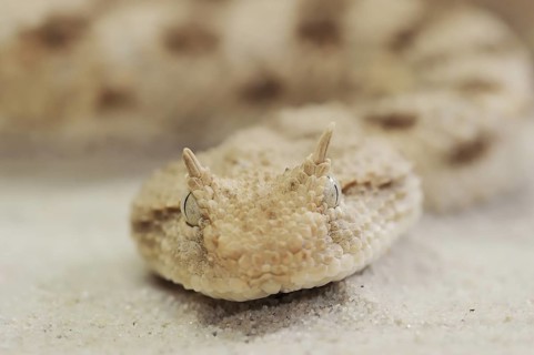 Saharan horned viper (Cerastes cerastes), captive, occurring in Africa