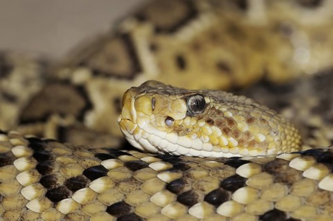 Mexican west coast rattlesnake (Crotalus basiliscus), captive, occurrence in Mexico