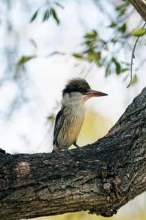 Streifenliest, Limpopo, South Africa, Africa