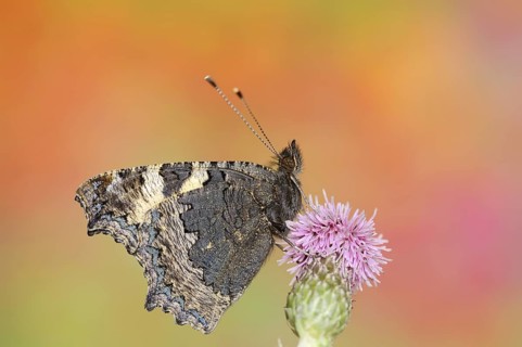 Small tortoiseshell (Nymphalis urticae, Aglais urticae), North Rhine-Westphalia, Germany, Europe