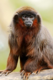 Coppery titi or red titi (Plecturocebus cupreus, Callicebus cupreus), captive, occurring in Brazil