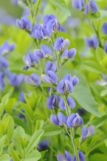 Blue wild indigo (Baptisia australis), flowers, dyer's plant, native to North America