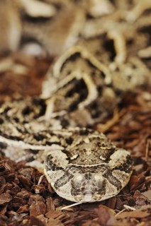 Puff adder (Bitis arietans, Bitis lachesis), captive, occurring in Africa