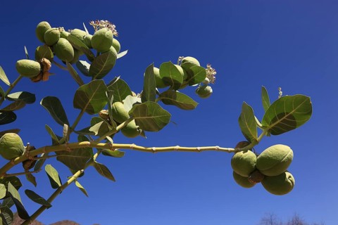 Southern Ethiopia, Omo region, blossom and fruit of the satanic apple, Ethiopia, Africa