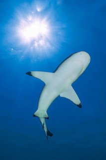 Backlit photograph of blacktip reef shark (Carcharhinus melanopterus) Blacktip reef shark swimming