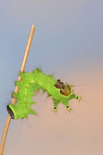 Indian luna moth (Actias selene), caterpillar, captive, occurrence in Asia