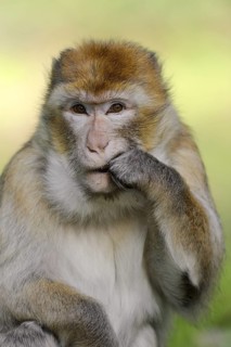 Barbary macaque (Macaca sylvanus), captive, portrait, occurring in Morocco, Algeria and Gibraltar