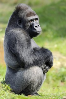 Western lowland gorilla (Gorilla gorilla gorilla), male, silverback, captive, occurring in Africa