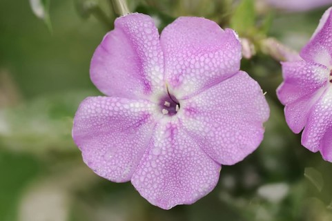 Tall flame flower or tall perennial phlox (Phlox paniculata), flower, ornamental plant, North
