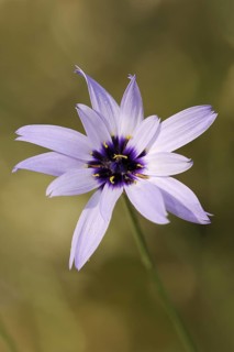 Cupid's dart (Catananche caerulea), flower, ornamental plant, North Rhine-Westphalia, Germany,