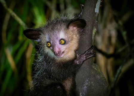An aye-aye lemur with striking eyes clutches a tree trunk in the dense jungle, Madagascar, Africa